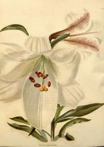 Reproducción/Reproduction 48637432611: The botanical cabinet. London :John & Arthur Arch ...,1817-1833.. 