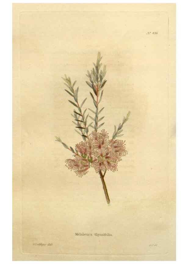 Reproducción/Reproduction 48637574577: The botanical cabinet. London :John & Arthur Arch ...,1817-1833.. 