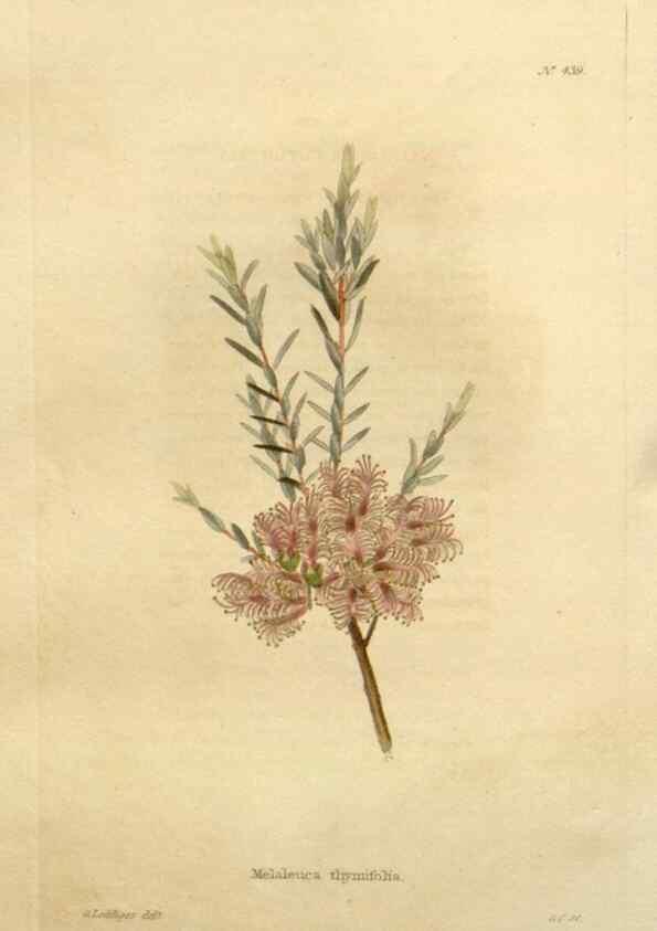 Reproducción/Reproduction 48637574577: The botanical cabinet. London :John & Arthur Arch ...,1817-1833.. 