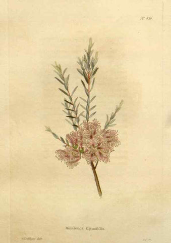 Reproducción/Reproduction 48637574577: The botanical cabinet. London :John & Arthur Arch ...,1817-1833.. 