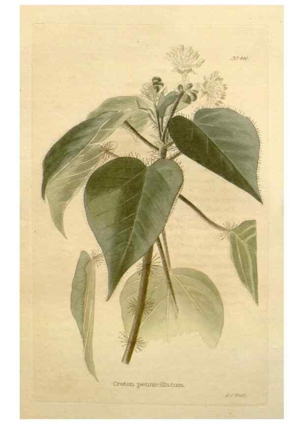Reproducción/Reproduction 48637575077: The botanical cabinet. London :John & Arthur Arch ...,1817-1833.. 