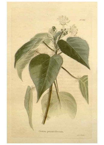 Reproducción/Reproduction 48637575077: The botanical cabinet. London :John & Arthur Arch ...,1817-1833.. 