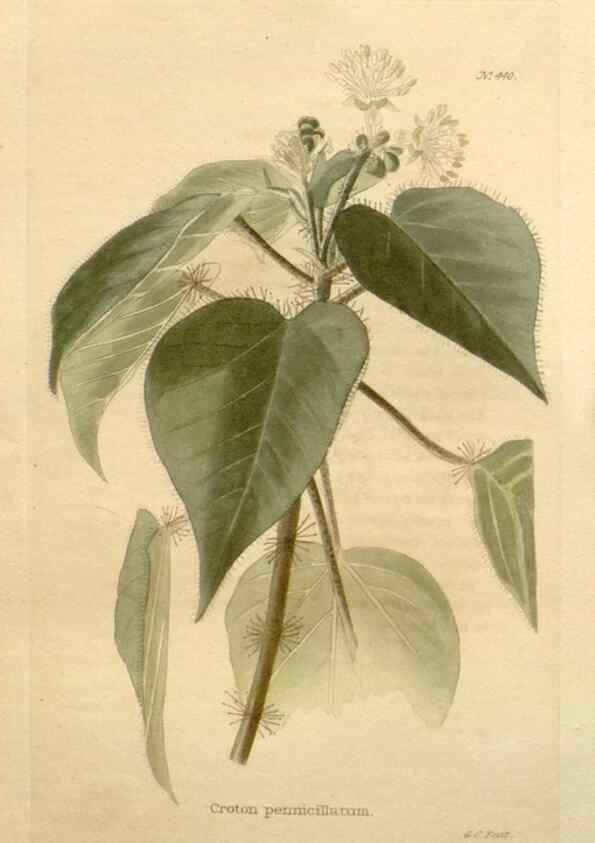 Reproducción/Reproduction 48637575077: The botanical cabinet. London :John & Arthur Arch ...,1817-1833.. 