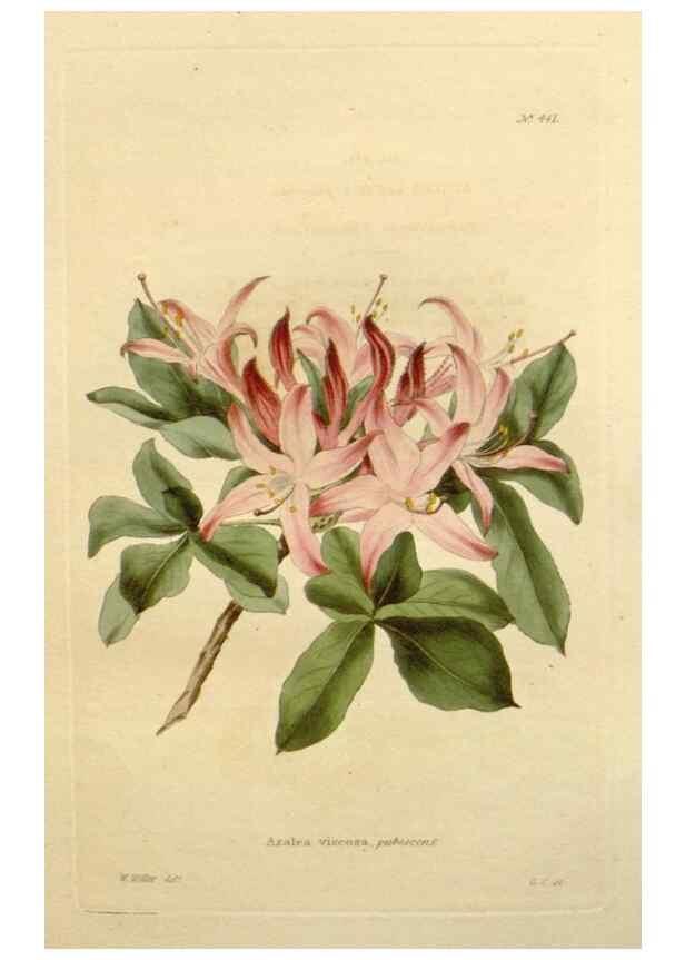 Reproducción/Reproduction 48637434116: The botanical cabinet. London :John & Arthur Arch ...,1817-1833.. 