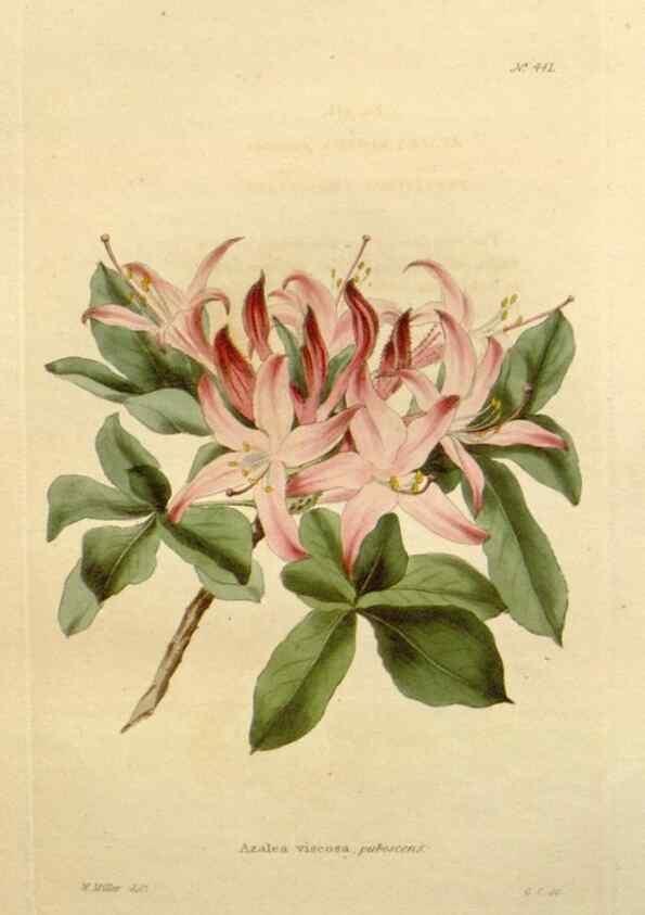 Reproducción/Reproduction 48637434116: The botanical cabinet. London :John & Arthur Arch ...,1817-1833.. 