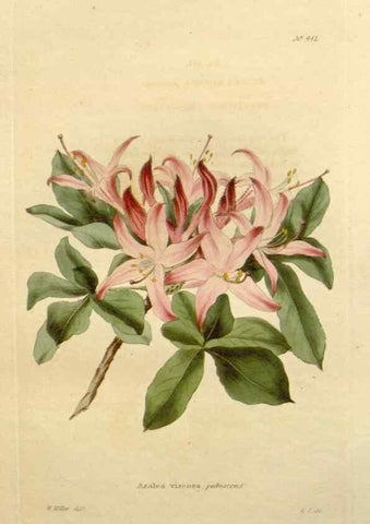 Reproducción/Reproduction 48637434116: The botanical cabinet. London :John & Arthur Arch ...,1817-1833.. 