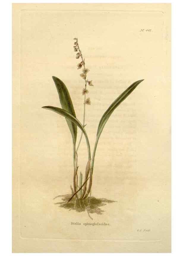 Reproducción/Reproduction 48637575947: The botanical cabinet. London :John & Arthur Arch ...,1817-1833.. 