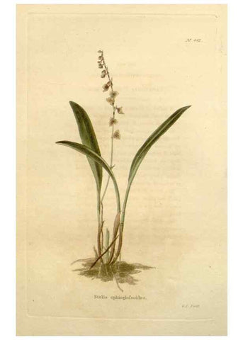 Reproducción/Reproduction 48637575947: The botanical cabinet. London :John & Arthur Arch ...,1817-1833.. 