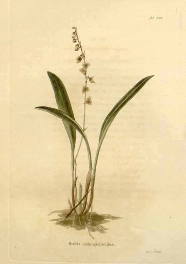 Reproducción/Reproduction 48637575947: The botanical cabinet. London :John & Arthur Arch ...,1817-1833.. 
