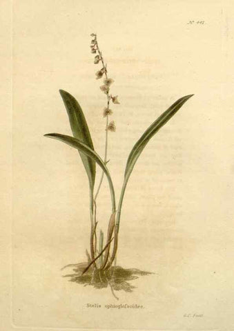 Reproducción/Reproduction 48637575947: The botanical cabinet. London :John & Arthur Arch ...,1817-1833.. 