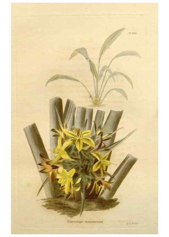 Reproducción/Reproduction 48637434911: The botanical cabinet. London :John & Arthur Arch ...,1817-1833.. 