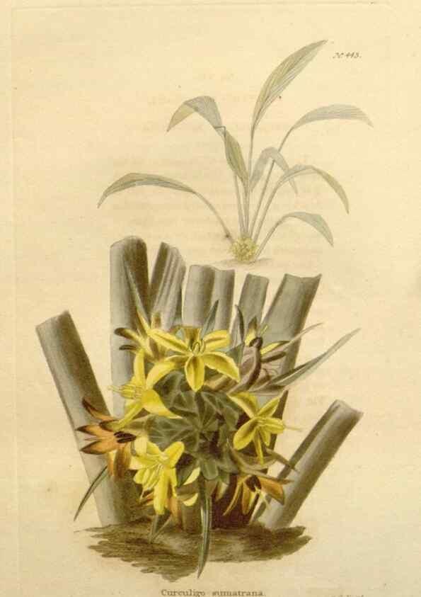 Reproducción/Reproduction 48637434911: The botanical cabinet. London :John & Arthur Arch ...,1817-1833.. 