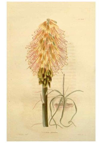 Reproducción/Reproduction 48637576697: The botanical cabinet. London :John & Arthur Arch ...,1817-1833.. 