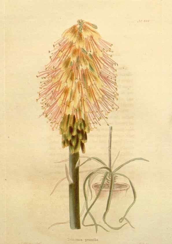 Reproducción/Reproduction 48637576697: The botanical cabinet. London :John & Arthur Arch ...,1817-1833.. 