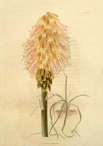 Reproducción/Reproduction 48637576697: The botanical cabinet. London :John & Arthur Arch ...,1817-1833.. 
