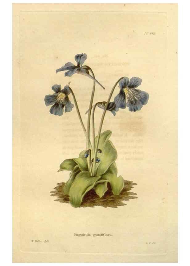 Reproducción/Reproduction 48637577147: The botanical cabinet. London :John & Arthur Arch ...,1817-1833.. 