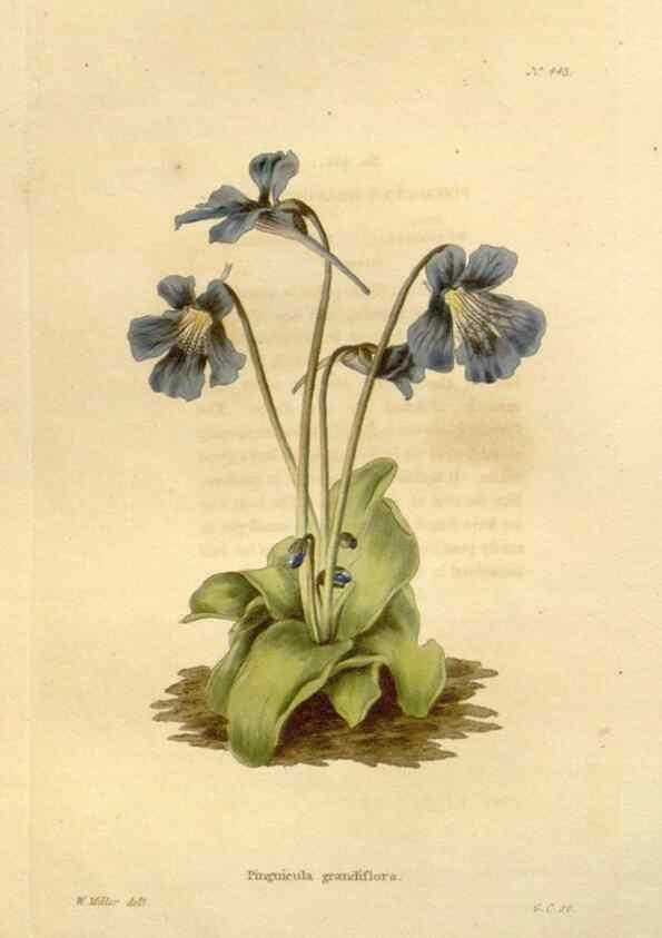 Reproducción/Reproduction 48637577147: The botanical cabinet. London :John & Arthur Arch ...,1817-1833.. 