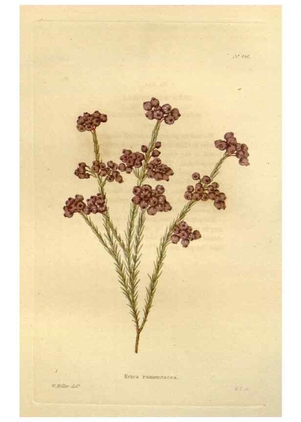 Reproducción/Reproduction 48637084068: The botanical cabinet. London :John & Arthur Arch ...,1817-1833.. 