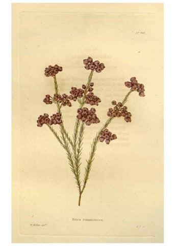 Reproducción/Reproduction 48637084068: The botanical cabinet. London :John & Arthur Arch ...,1817-1833.. 