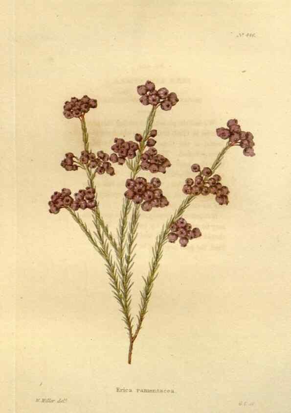 Reproducción/Reproduction 48637084068: The botanical cabinet. London :John & Arthur Arch ...,1817-1833.. 
