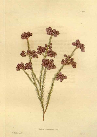 Reproducción/Reproduction 48637084068: The botanical cabinet. London :John & Arthur Arch ...,1817-1833.. 