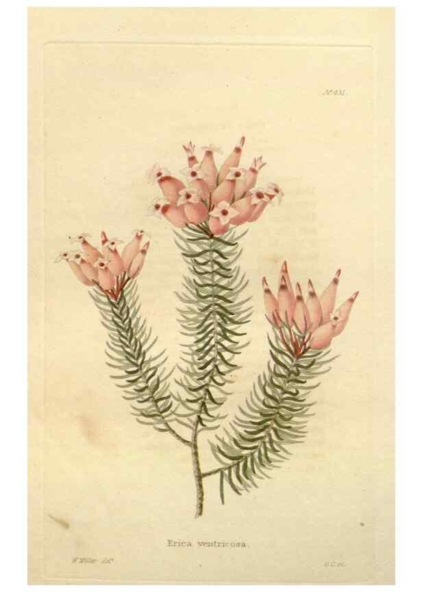 Reproducción/Reproduction 48637570562: The botanical cabinet. London :John & Arthur Arch ...,1817-1833.. 