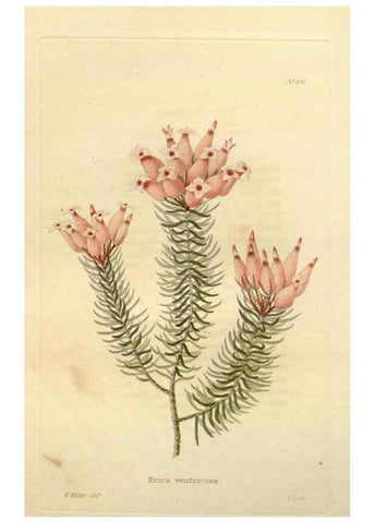 Reproducción/Reproduction 48637570562: The botanical cabinet. London :John & Arthur Arch ...,1817-1833.. 