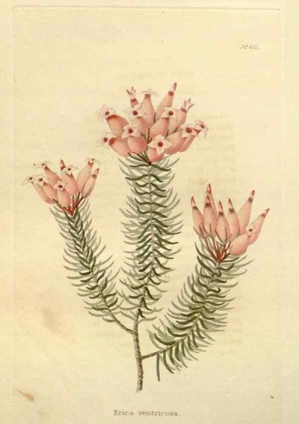 Reproducción/Reproduction 48637570562: The botanical cabinet. London :John & Arthur Arch ...,1817-1833.. 