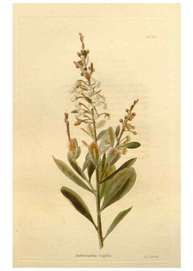 Reproducción/Reproduction 48637076733: The botanical cabinet. London :John & Arthur Arch ...,1817-1833.. 