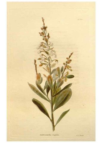 Reproducción/Reproduction 48637076733: The botanical cabinet. London :John & Arthur Arch ...,1817-1833.. 