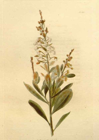 Reproducción/Reproduction 48637076733: The botanical cabinet. London :John & Arthur Arch ...,1817-1833.. 