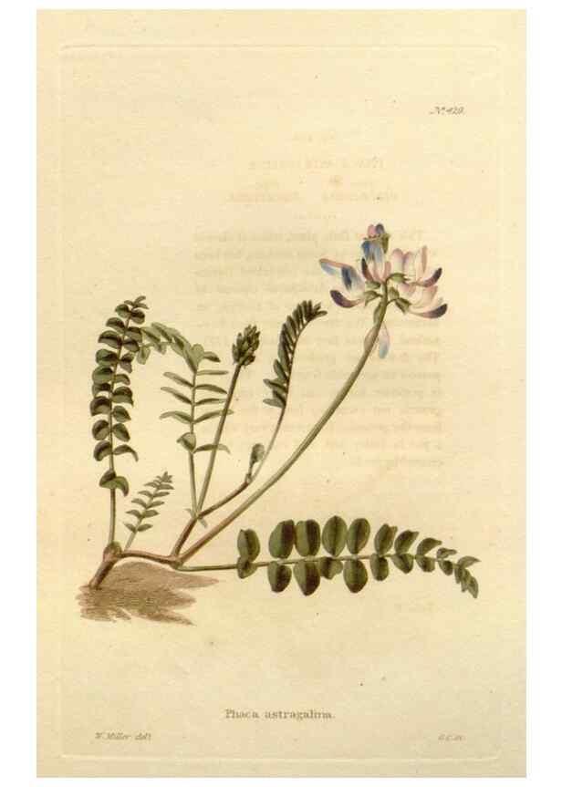 Reproducción/Reproduction 48637076193: The botanical cabinet. London :John & Arthur Arch ...,1817-1833.. 