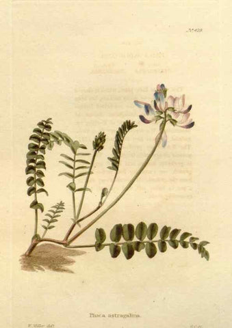 Reproducción/Reproduction 48637076193: The botanical cabinet. London :John & Arthur Arch ...,1817-1833.. 