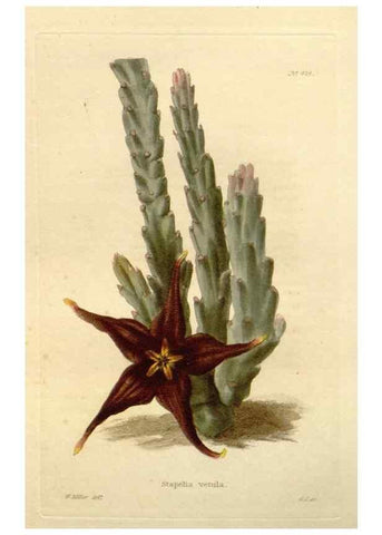 Reproducción/Reproduction 48637427306: The botanical cabinet. London :John & Arthur Arch ...,1817-1833.. 