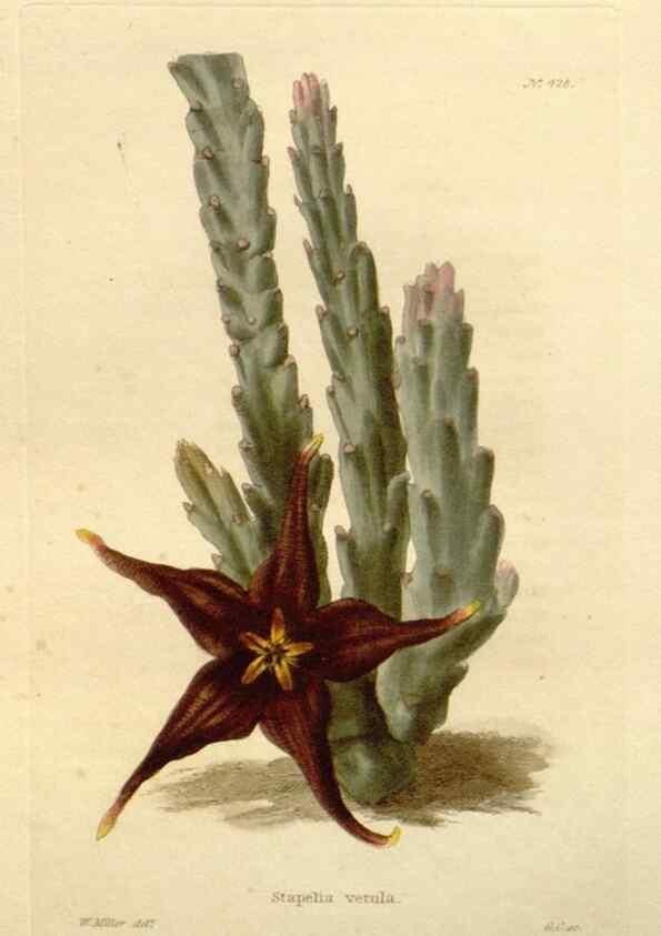Reproducción/Reproduction 48637427306: The botanical cabinet. London :John & Arthur Arch ...,1817-1833.. 