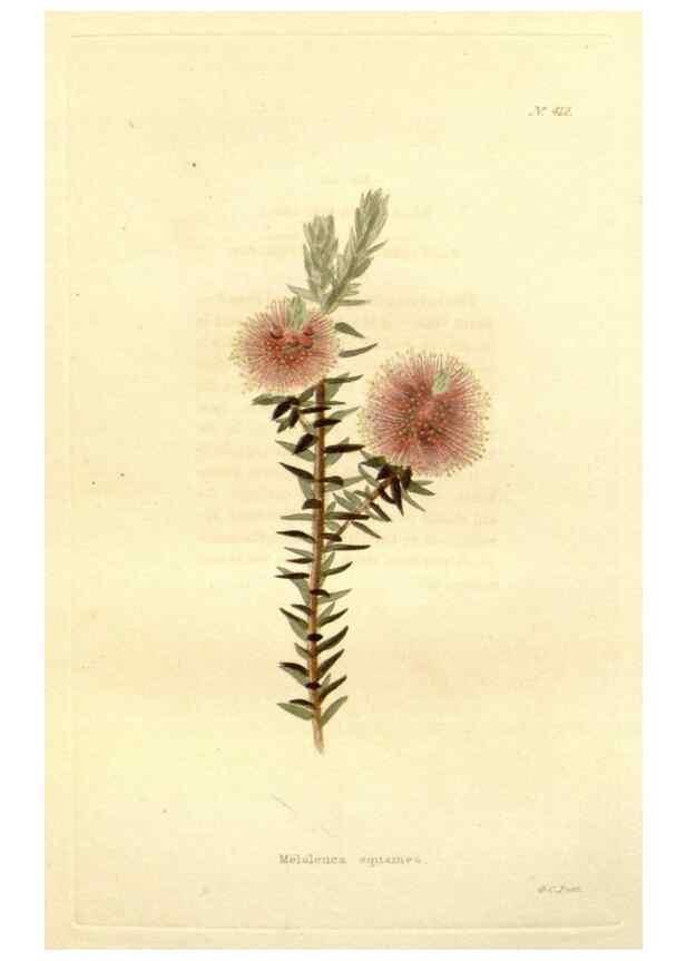Reproducción/Reproduction 48637420881: The botanical cabinet. London :John & Arthur Arch ...,1817-1833.. 