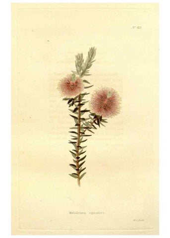 Reproducción/Reproduction 48637420881: The botanical cabinet. London :John & Arthur Arch ...,1817-1833.. 