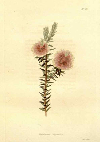 Reproducción/Reproduction 48637420881: The botanical cabinet. London :John & Arthur Arch ...,1817-1833.. 
