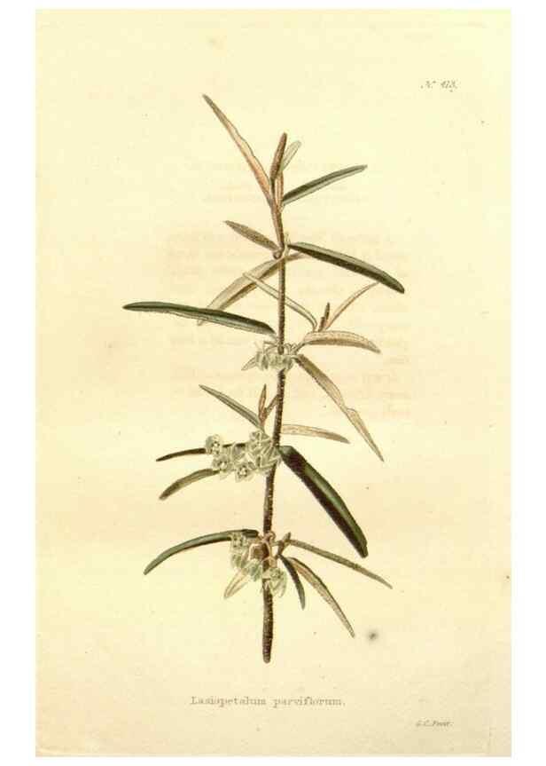Reproducción/Reproduction 48637562447: The botanical cabinet. London :John & Arthur Arch ...,1817-1833.. 