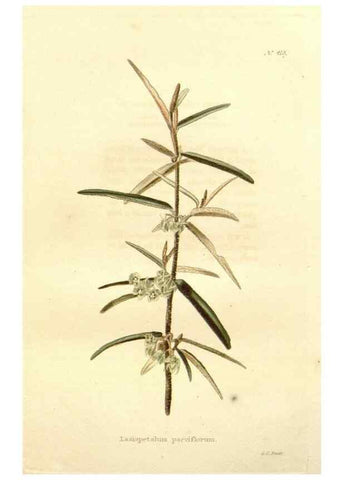 Reproducción/Reproduction 48637562447: The botanical cabinet. London :John & Arthur Arch ...,1817-1833.. 