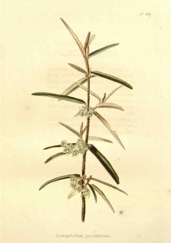 Reproducción/Reproduction 48637562447: The botanical cabinet. London :John & Arthur Arch ...,1817-1833.. 