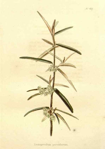 Reproducción/Reproduction 48637562447: The botanical cabinet. London :John & Arthur Arch ...,1817-1833.. 