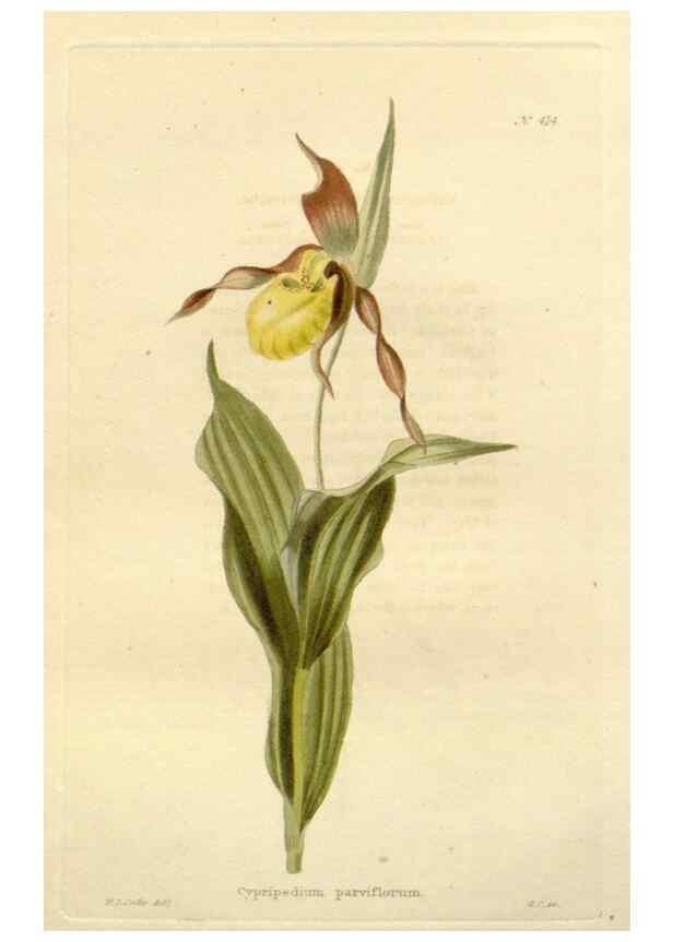 Reproducción/Reproduction 48637421611: The botanical cabinet. London :John & Arthur Arch ...,1817-1833.. 
