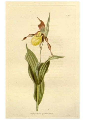 Reproducción/Reproduction 48637421611: The botanical cabinet. London :John & Arthur Arch ...,1817-1833.. 