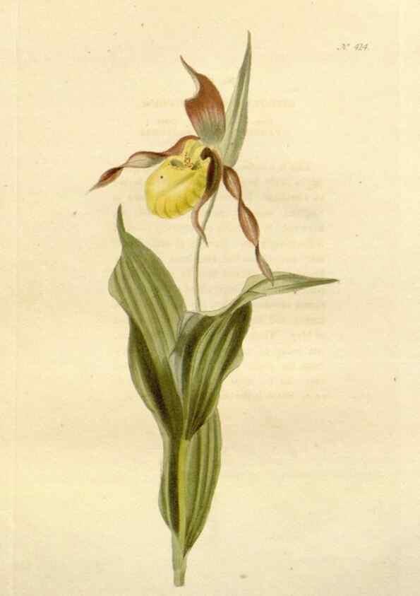 Reproducción/Reproduction 48637421611: The botanical cabinet. London :John & Arthur Arch ...,1817-1833.. 