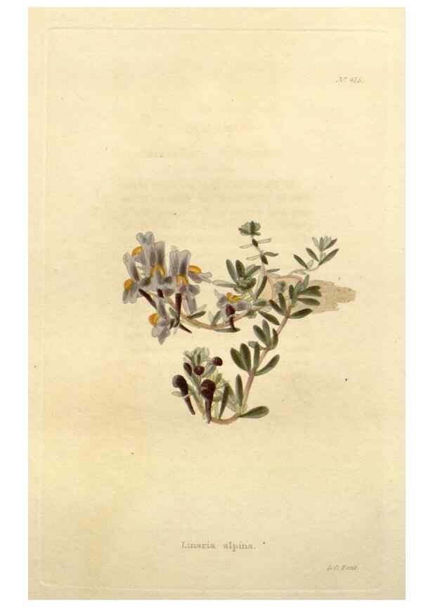 Reproducción/Reproduction 48637563307: The botanical cabinet. London :John & Arthur Arch ...,1817-1833.. 