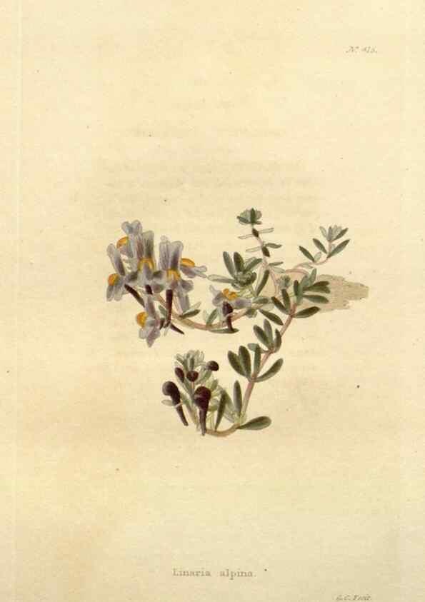 Reproducción/Reproduction 48637563307: The botanical cabinet. London :John & Arthur Arch ...,1817-1833.. 