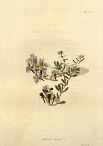 Reproducción/Reproduction 48637563307: The botanical cabinet. London :John & Arthur Arch ...,1817-1833.. 
