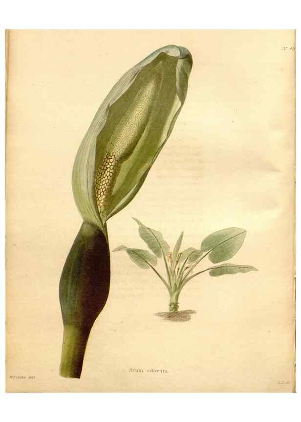 Reproducción/Reproduction 48637563657: The botanical cabinet. London :John & Arthur Arch ...,1817-1833.. 