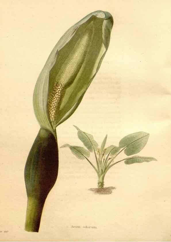 Reproducción/Reproduction 48637563657: The botanical cabinet. London :John & Arthur Arch ...,1817-1833.. 